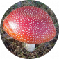 fliegenpilzmann